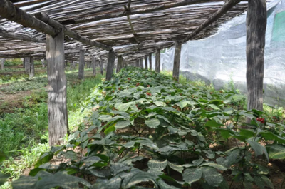 丽江市玉龙县鲁甸乡种植中药材超6万亩